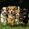 I love puppies