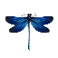 Dragon Fly (DRFLY)