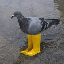 Pigeon In Yellow Boots (PIGEON)