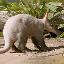 Baby Aardvark (AARDY)