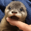 Degen the Otter (DEGEN)