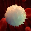 White Blood Cell (WBC)