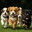 I love puppies (PUPPIES)