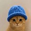catwifhat (catwifhat.us) (CATWIF)